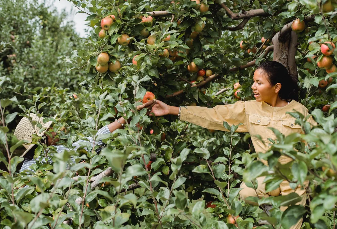 Personas participando juntas en la recolección de fruta