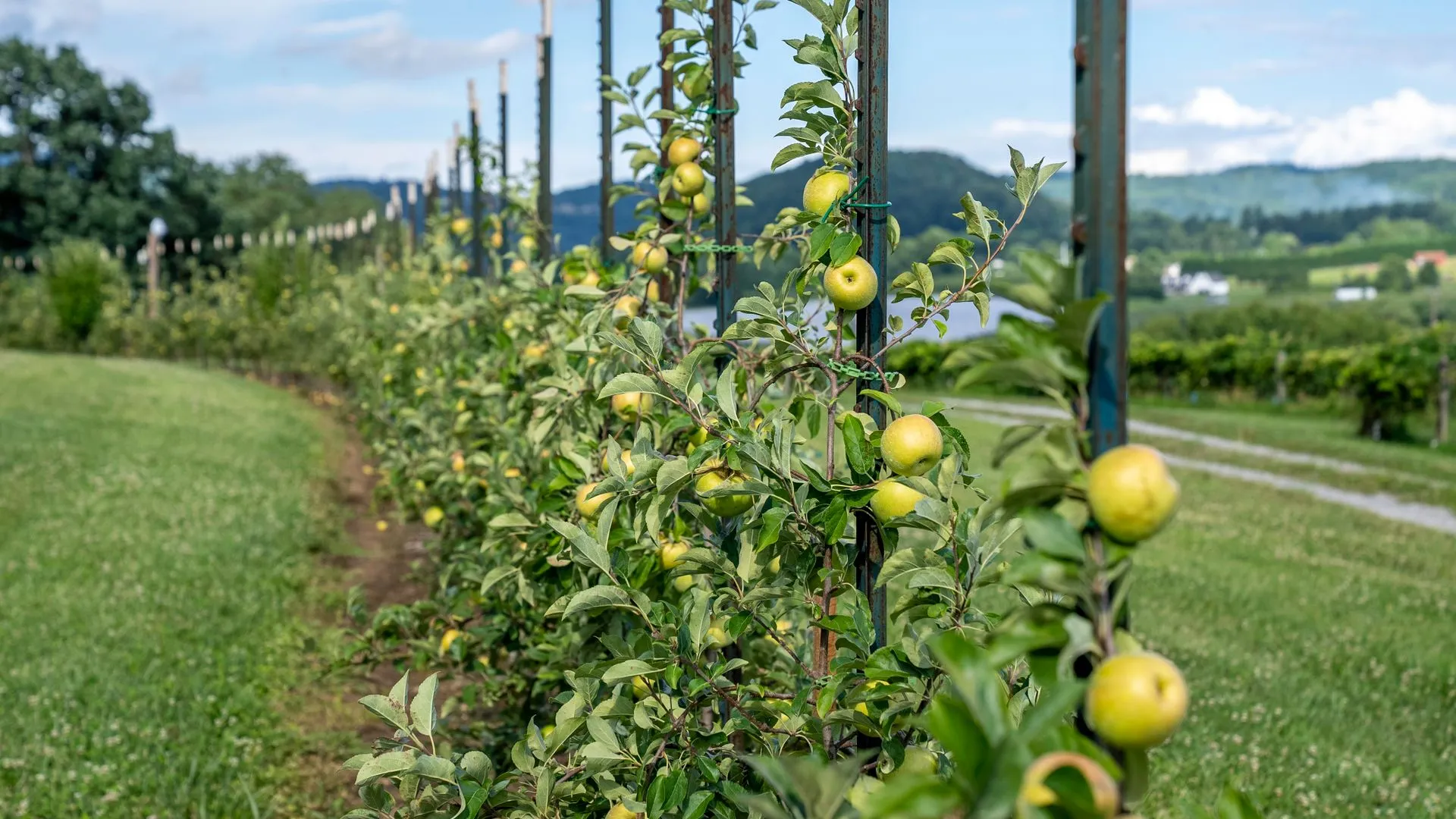 Explotación frutícola con hileras de manzanos