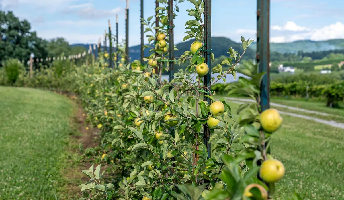 Filas de manzanos en una explotación frutícola