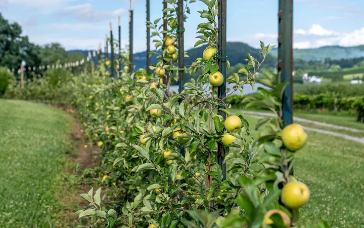 Filas de manzanos en una explotación frutícola