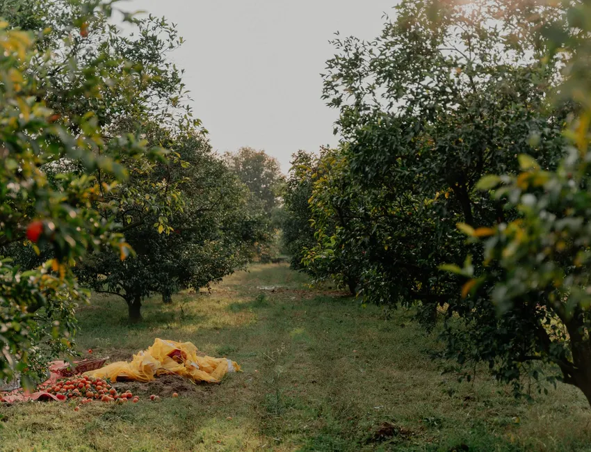 Manzanas caídas bajo árboles de una explotación frutícola