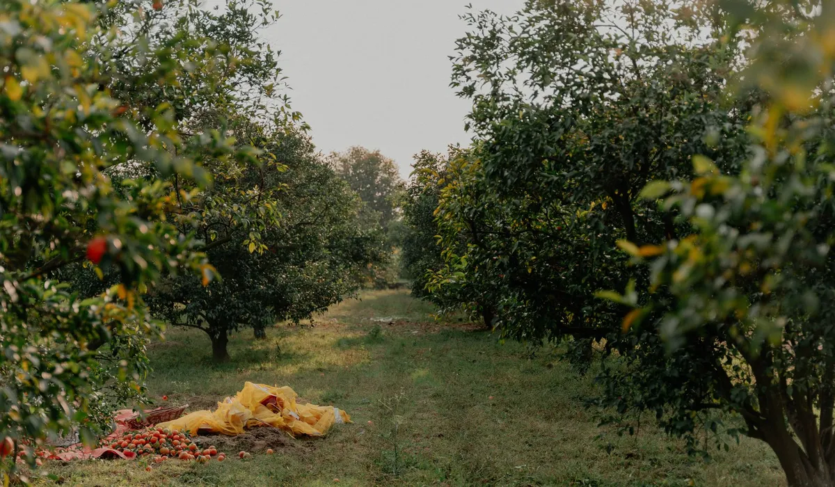 Fruta caída bajo los árboles de un huerto