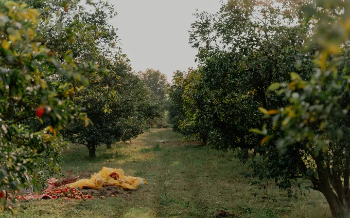 Fruta caída bajo los árboles de un huerto