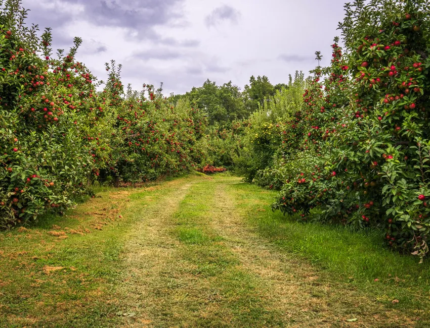 Camino entre hileras de manzanos cargados de fruta
