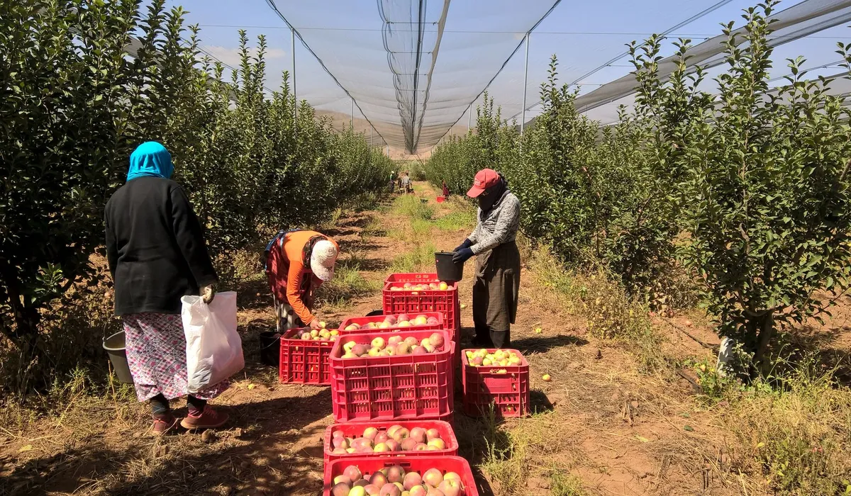 Trabajadores durante la recolección de manzanas