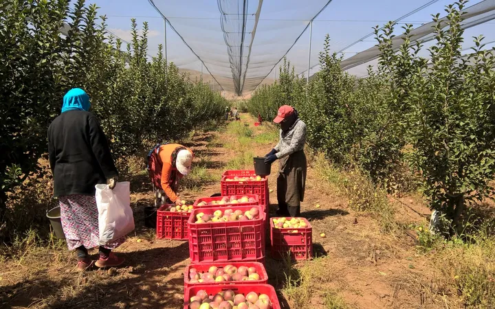 Trabajadores durante la recolección de manzanas