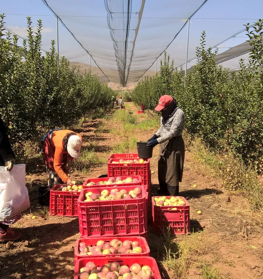 Trabajadores recogiendo manzanas en una explotación
